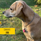 Correntinha Pet de Inox Zara