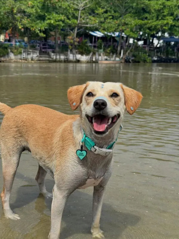 Tag Coração Verde Água