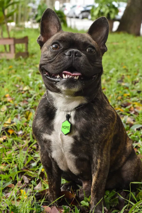 Tag Hexágono Verde Limão